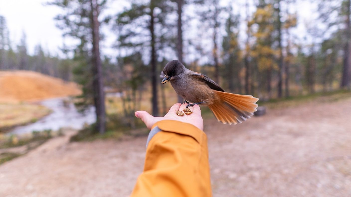 Ein Vogel sitzt auf der Hand eines Menschen