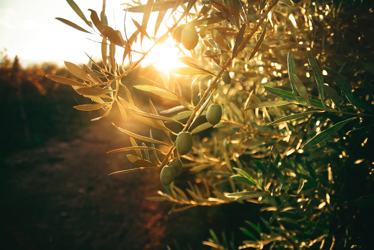 Oliven an einem Olivenbaum in Griechenland