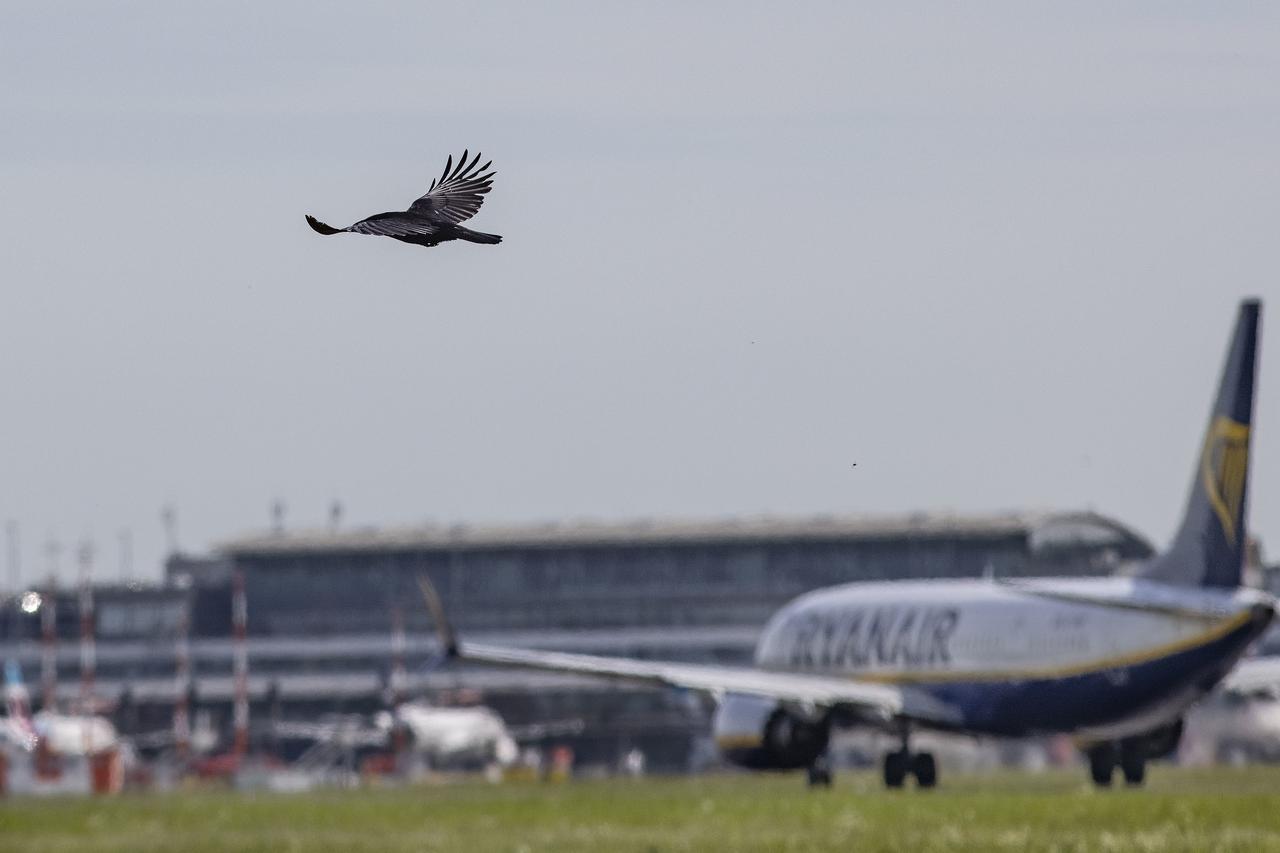 Vogelarten am Hamburg Airport