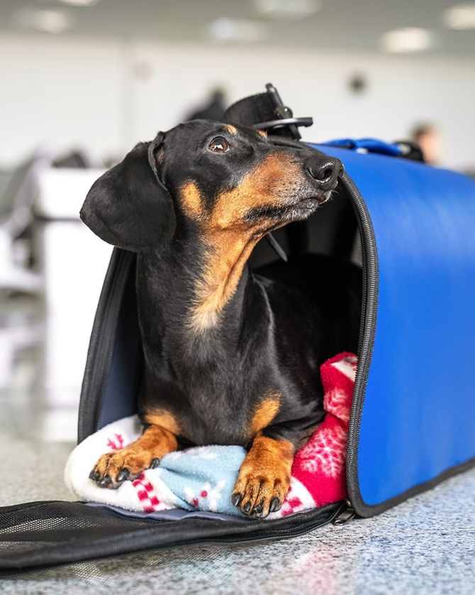 travelling-with-pets