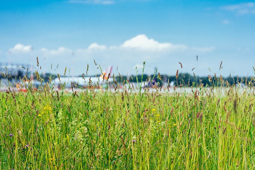 Grüne Wiese am Vorfeldrand