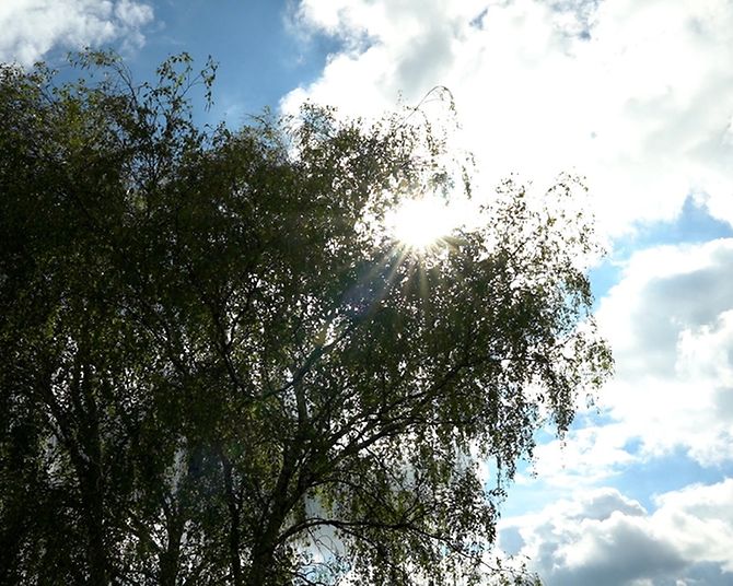baum-kaltenkirchen-klimawald