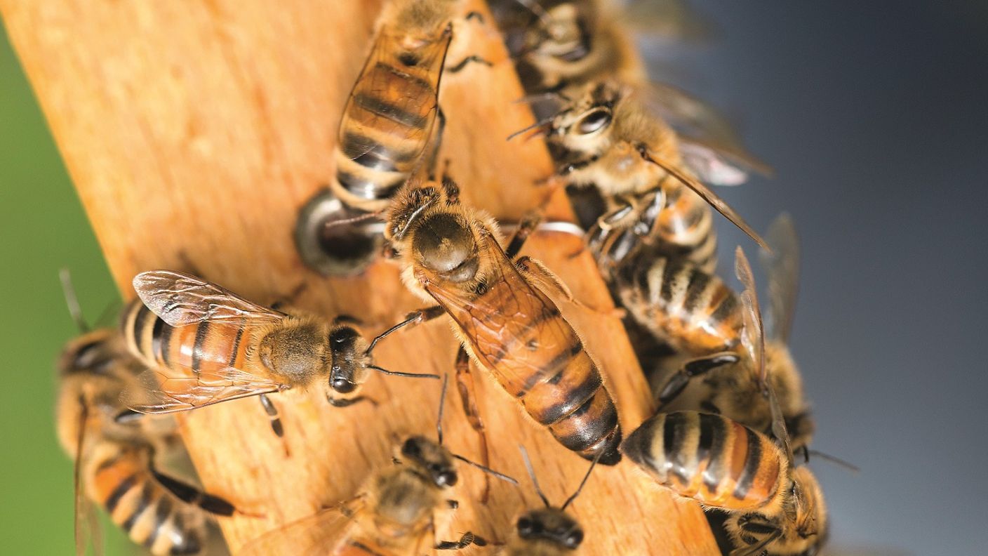 bienen-ansammlung