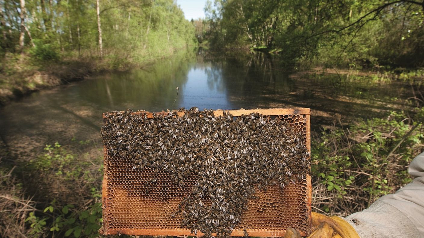 bienenwabe-bienenstock