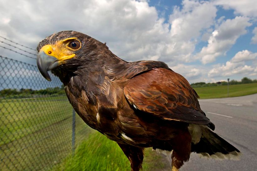 Dienstfalke am Flughafen Hamburg