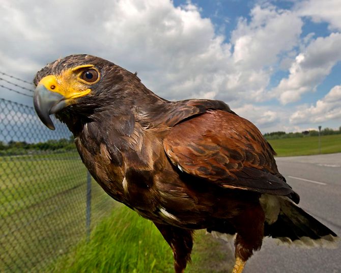 Dienstfalke am Flughafen Hamburg