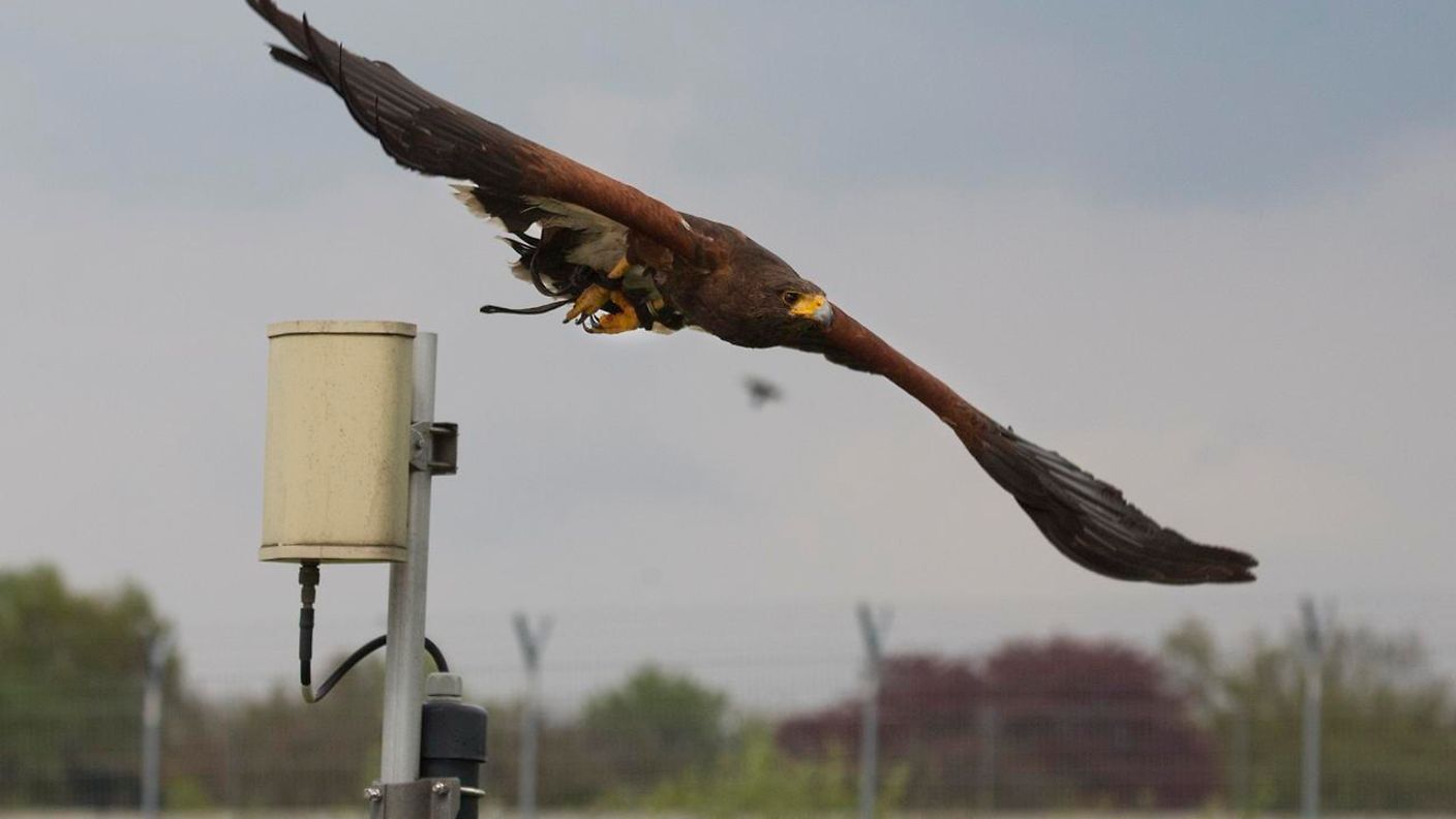 Fliegender Dienstfalke im Einsatz.