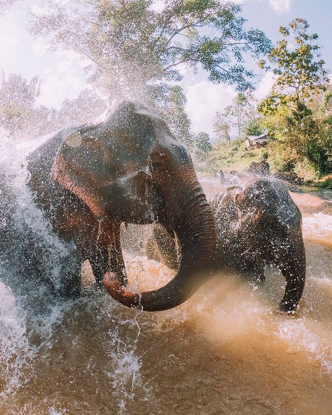 Elefanten baden in Thailand