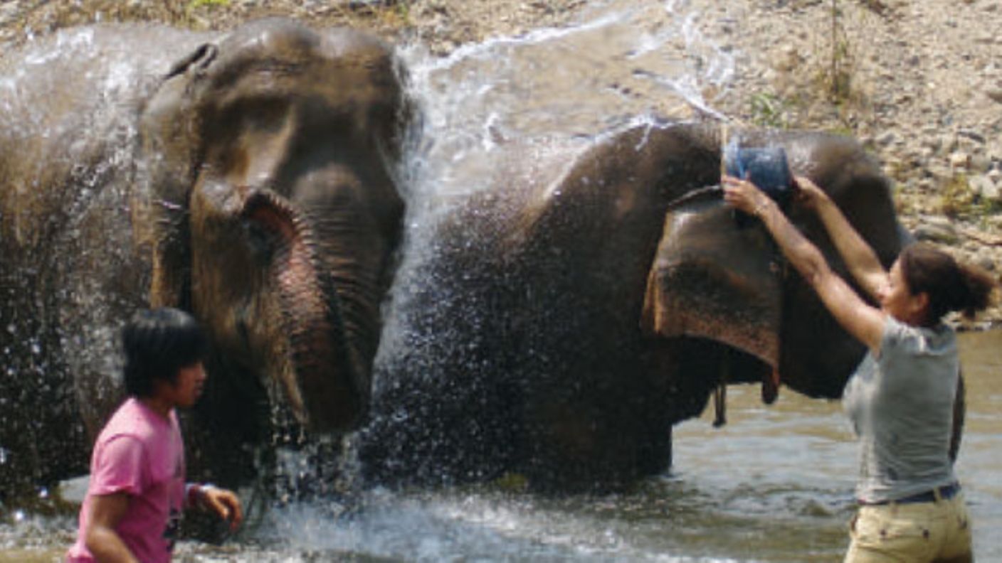 Elefanten spritzen sich beim Baden mit dem Rüssel nass.