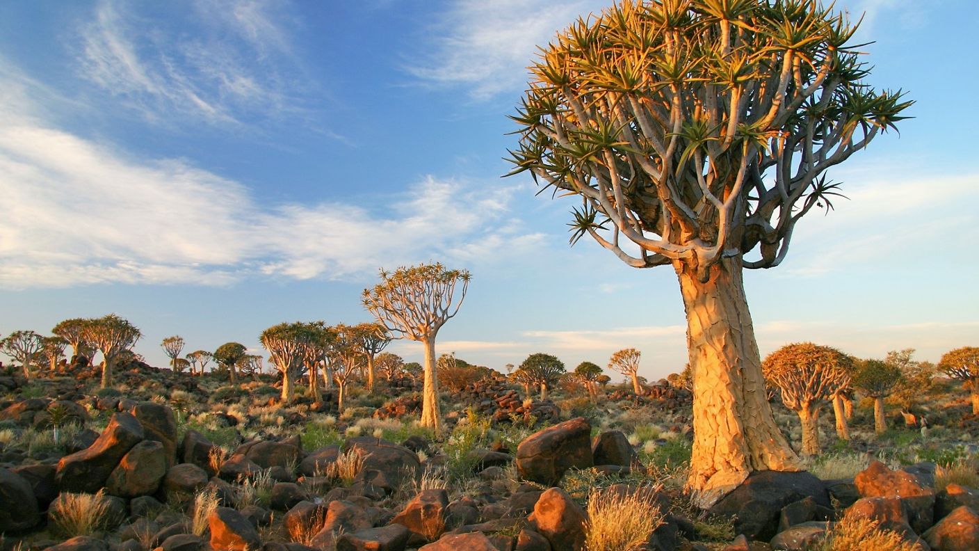 Köherbäume in Keetmannshoop in Namibia