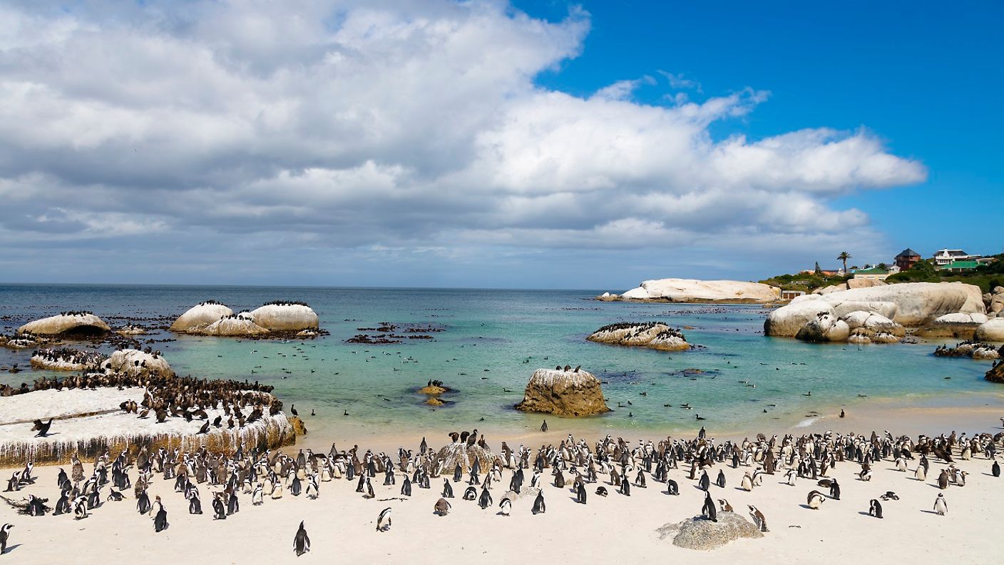 Pinguine am Boulders Beach in Südafrika