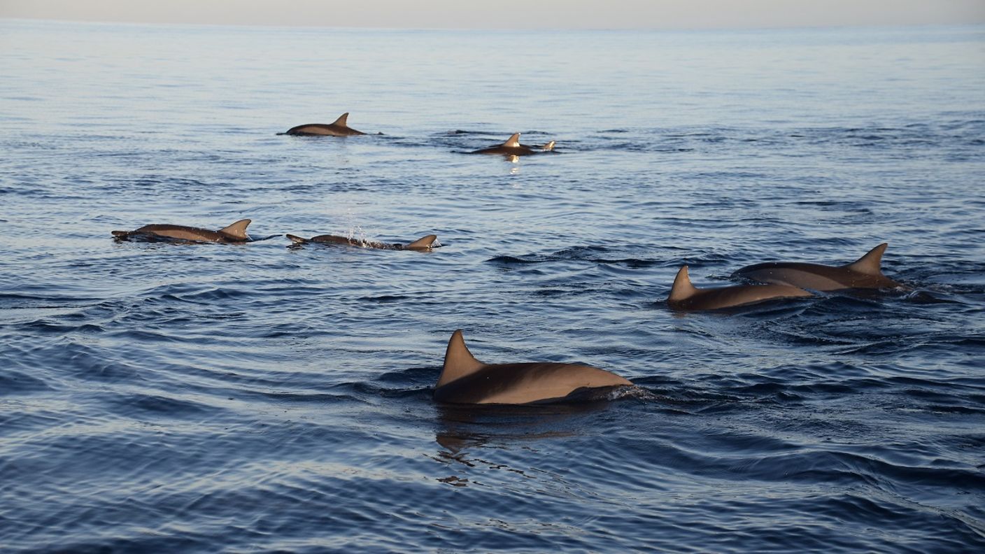 Delfine schwimmen im Meer vor Mauritius