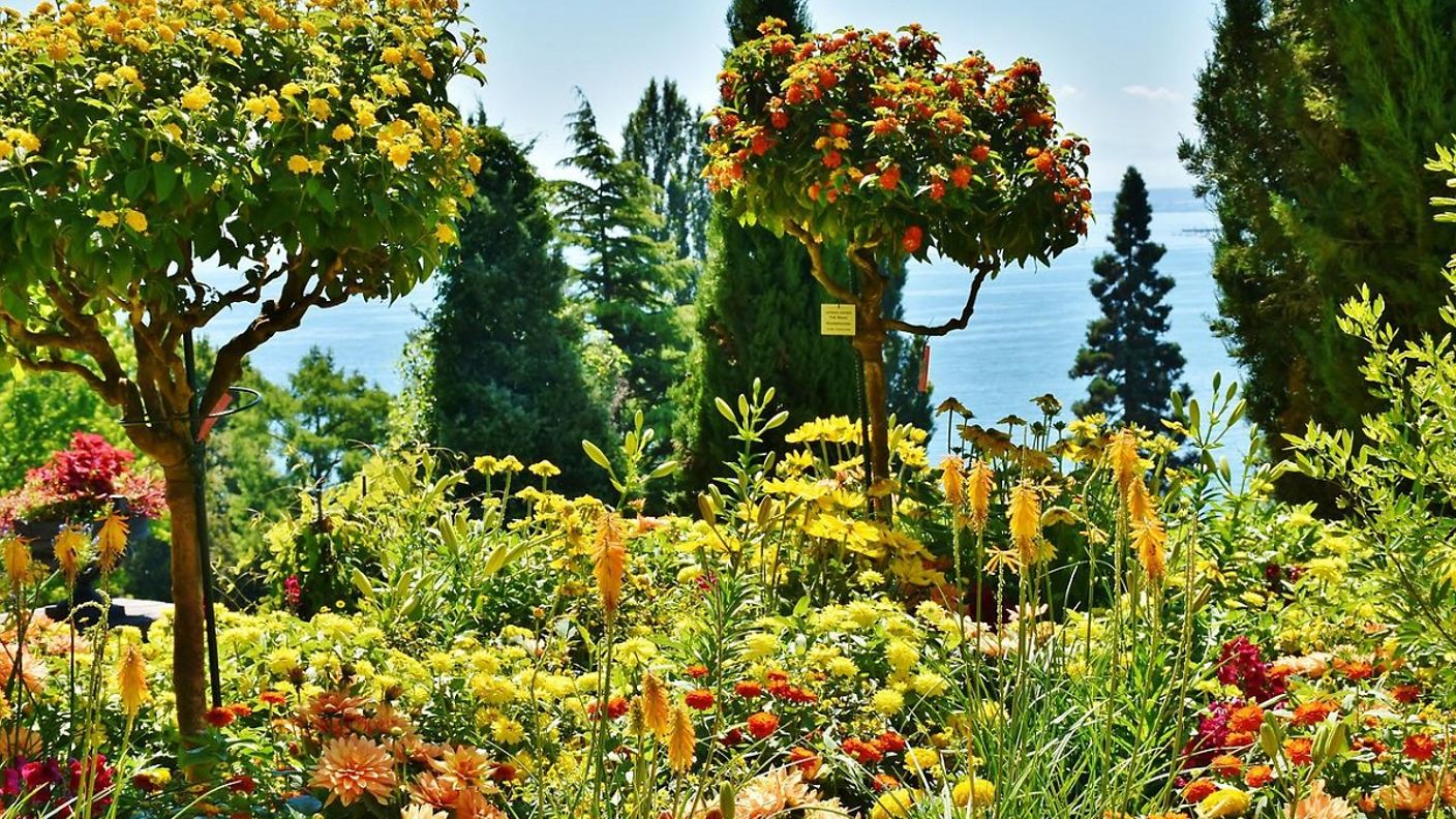 Blütenpracht auf der Insel Mainau