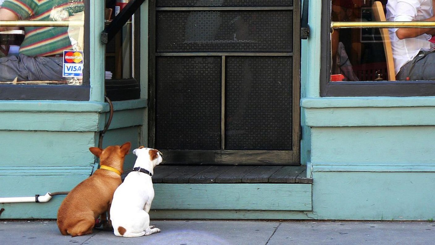 Zwei Hunde vor einer offenen Tür in Provincetown