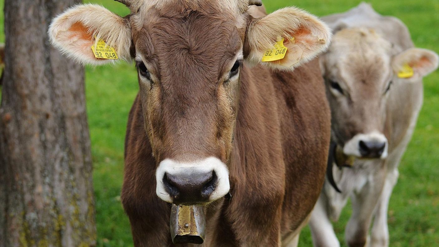 Eine Kuh auf einer Wiese im Allgäu