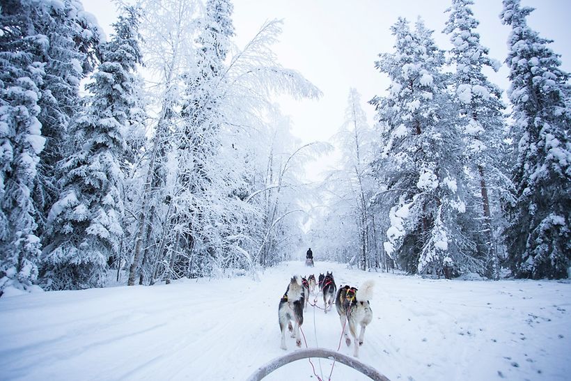 Ein Hundeschlitten fährt durch einen verschneiten Wald in Lappland