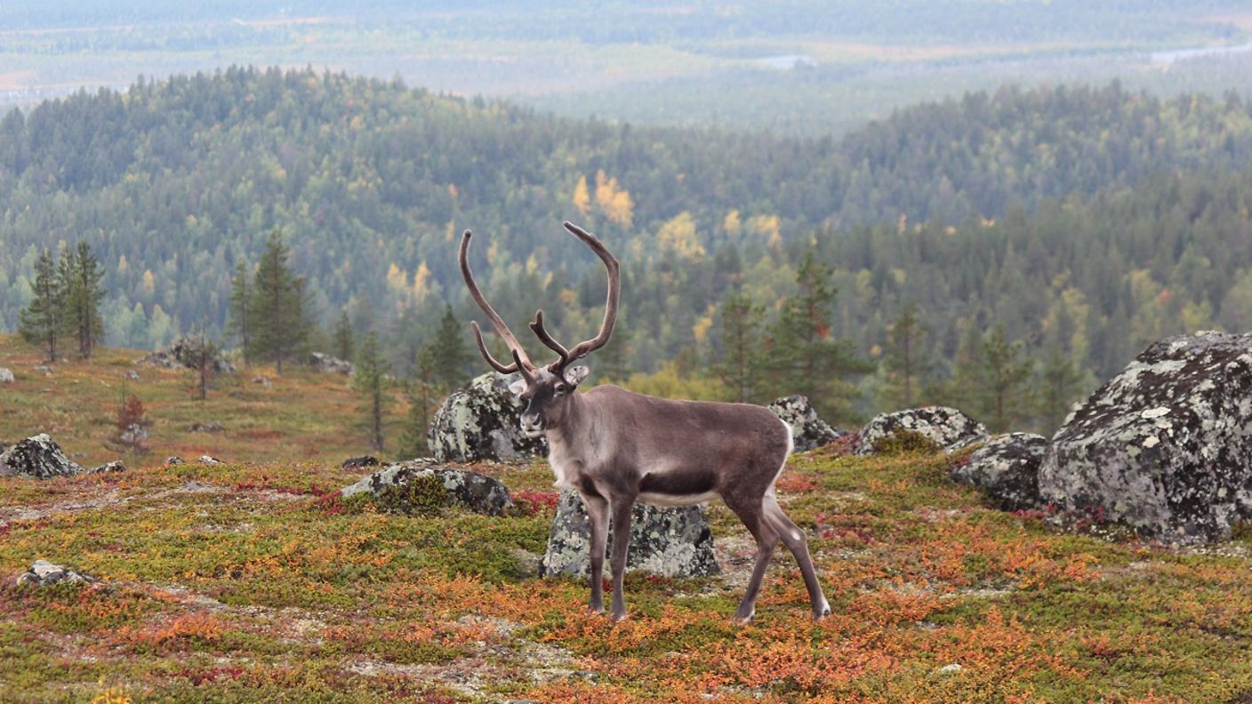 Rentier in Lapplands Landschaft