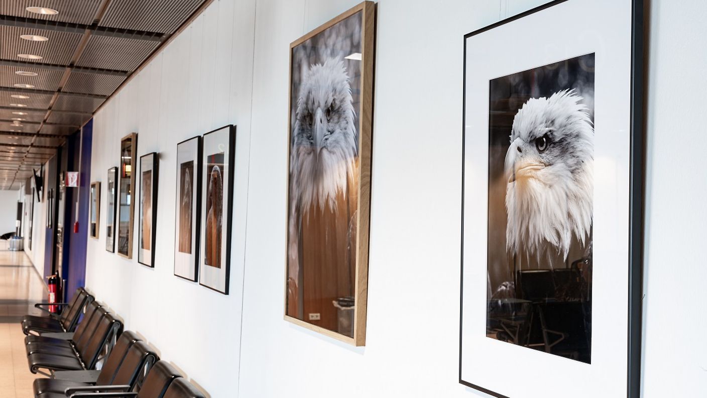 Bilder der Ausstellung Aves bei Kunst am Gate