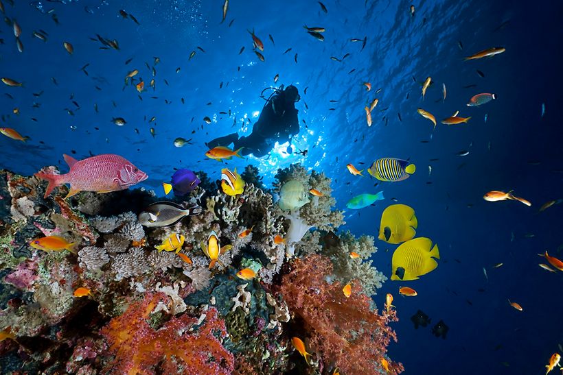 Tauchen in der farbenfrohen Unterwasserwelt in Ägypten