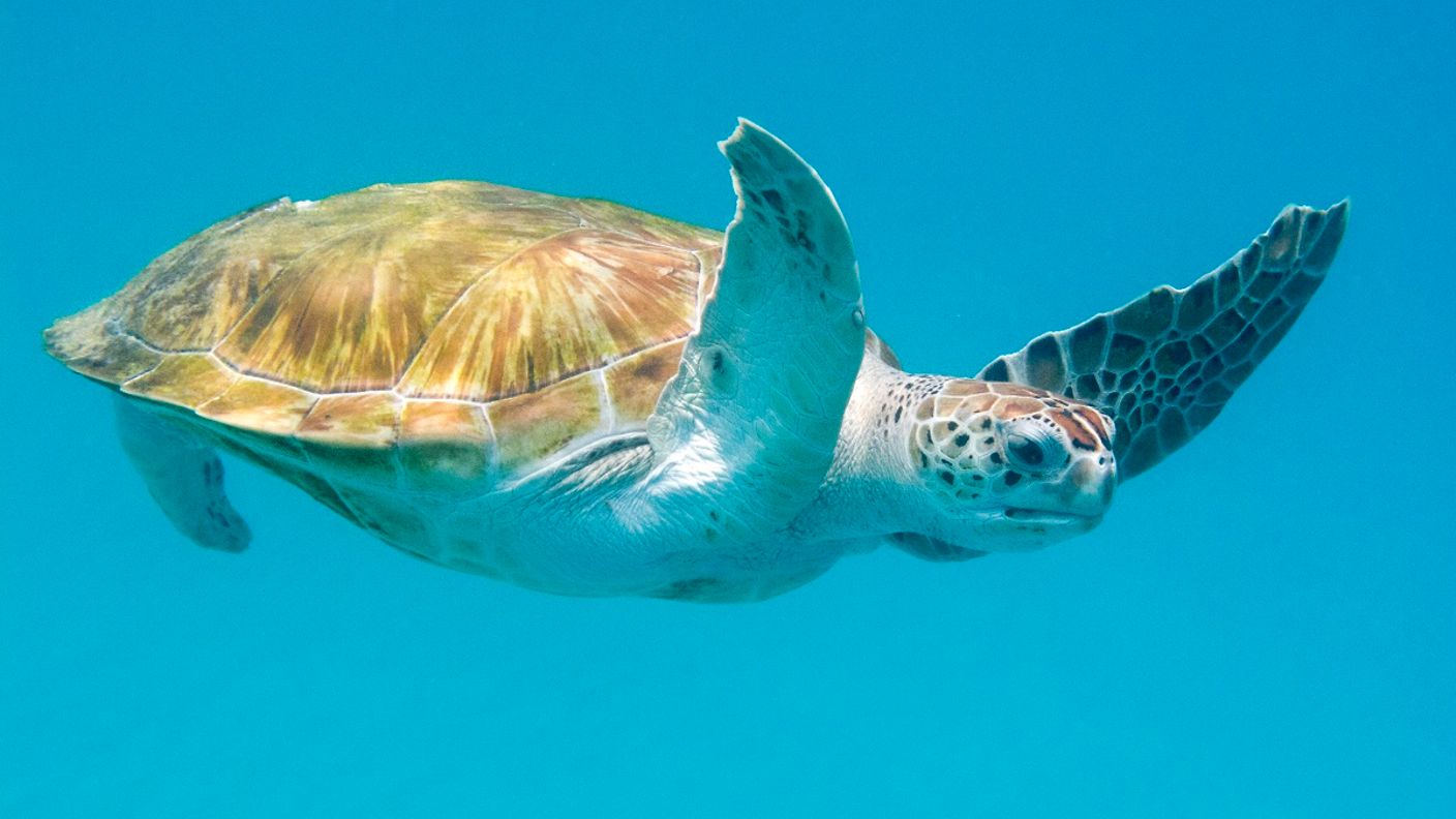 Schildkröte im Meer vor Barbados