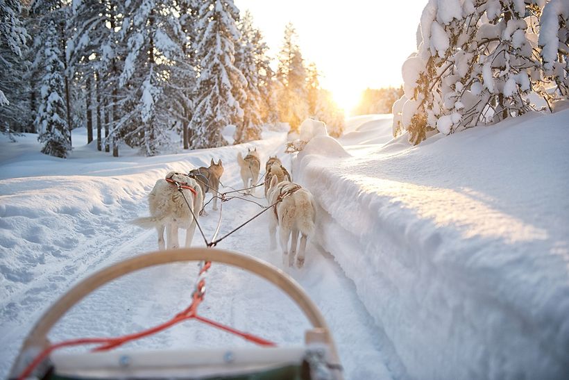 Huskies Lappland