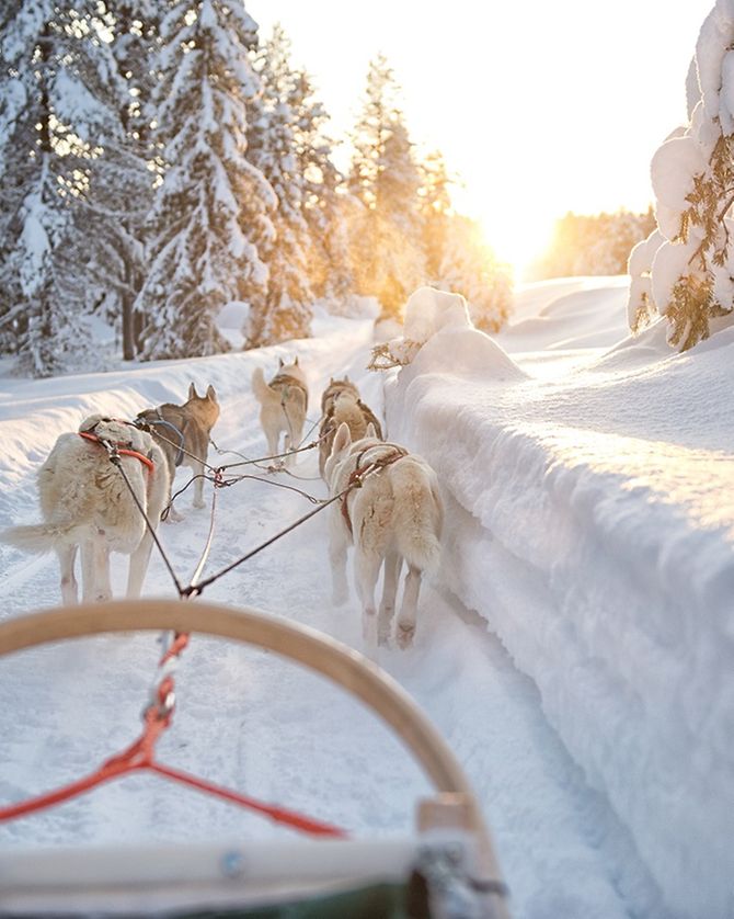 Huskies Lappland
