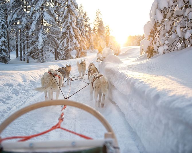 Huskies Lappland