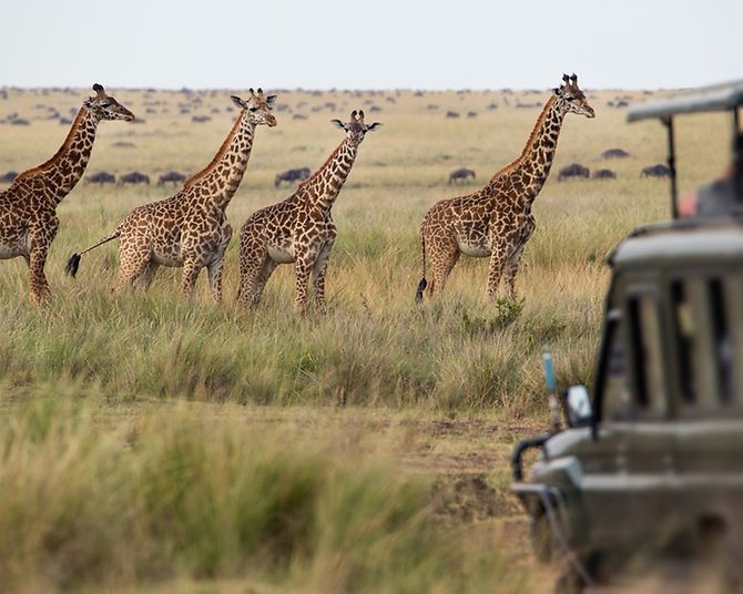 Safari
